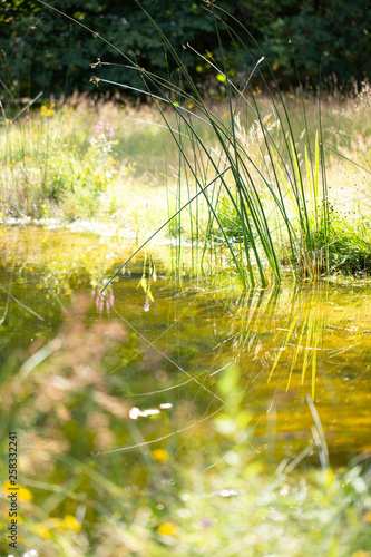 green grass in the pond