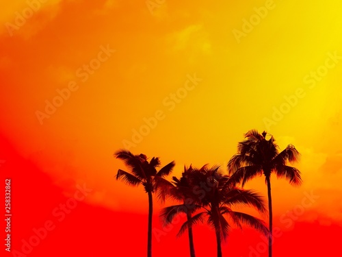 Palm tree silhouette on red and orange sky with copy space summer concept