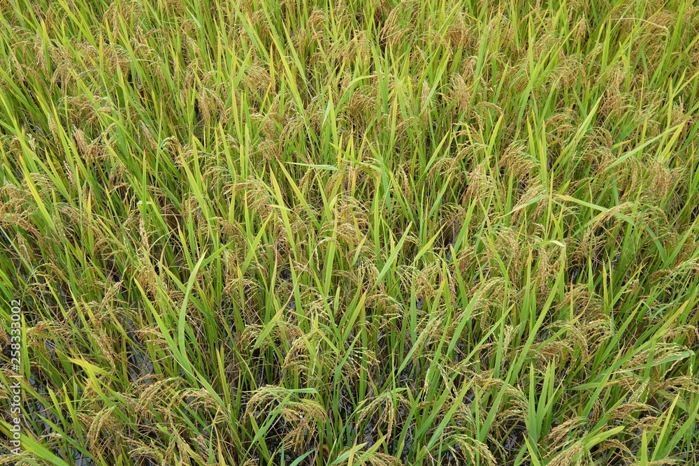 Amazing fields of rice Style of Agriculture in northern China Amazing fields of rice Style of Agriculture in northern China