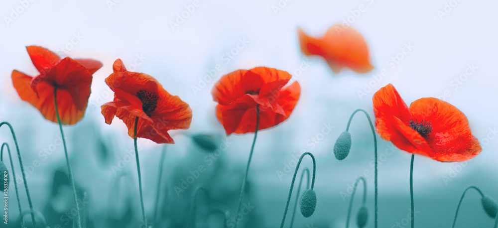 Obraz premium Red poppy flowers isolated on gray background.