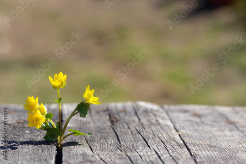 Yellow flowers on wooden background