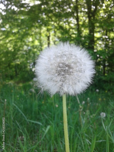 dandelion in grass