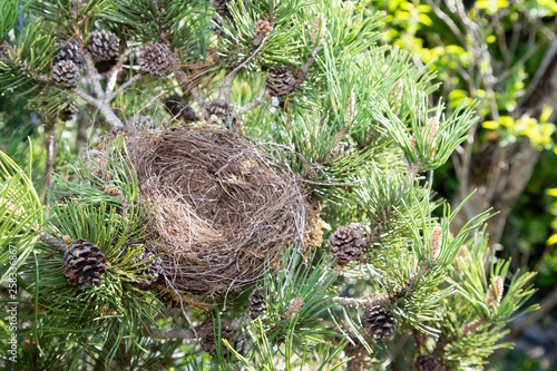 Bird Nest in nature on pine tree