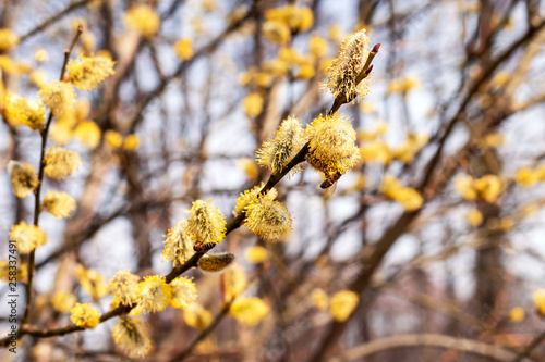 Honey Bee collecting pollen from Goat Willow, spring flowering, collecting honey.