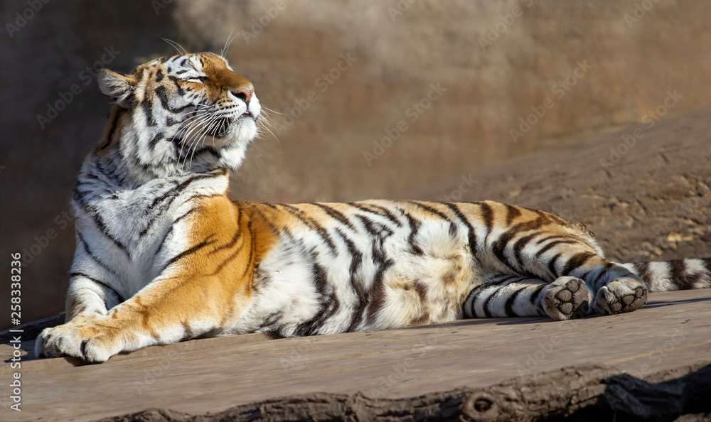 Obraz premium ussurian tiger is having sunbath