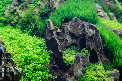 Beautiful freshwater aquarium aquatic plants with horned Nerite Snail (Clithon corona) and  aquarium fish photo