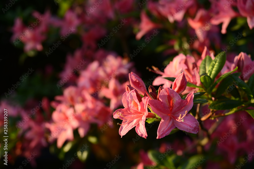 Obraz premium Blumen 986