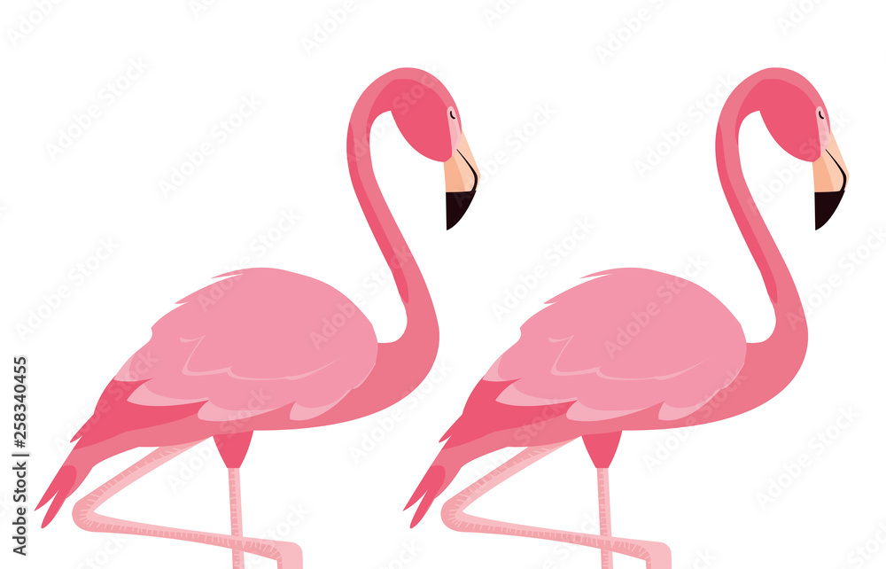 Obraz premium elegant flamingo birds couple