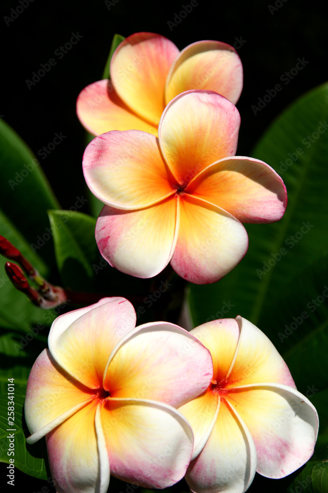 Fototapeta premium Gloriously Colourful Frangipane Flowers.
