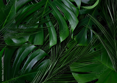 Rainforest closeup flat lay texture