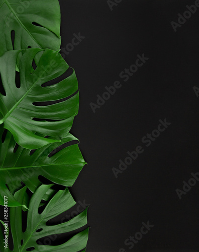 Monstera leaves border on black background