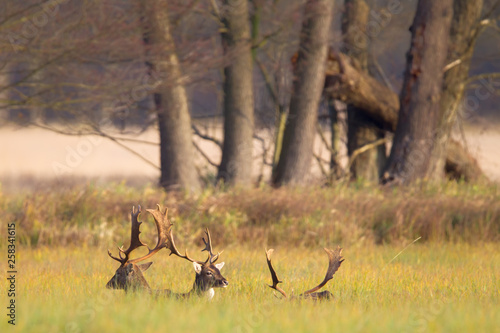 A group of Fallow Deer (Dama dama) on a meadow in the nature reserve Moenchbruch near Frankfurt, Germany.