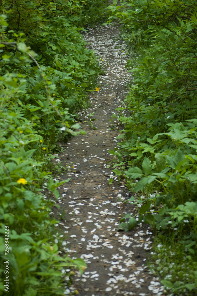 Fototapeta premium path in the park