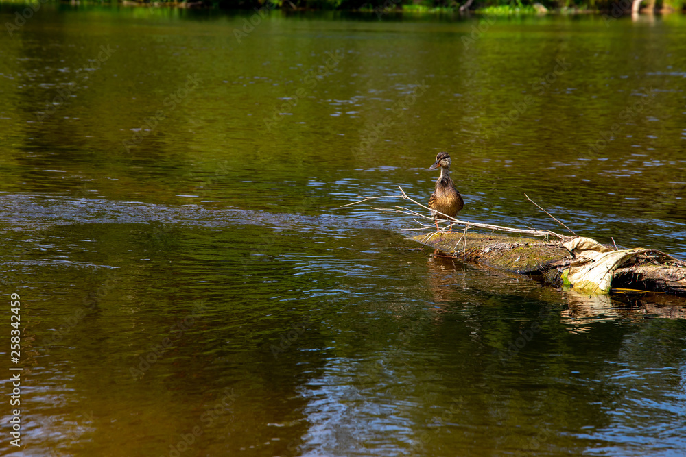 Fototapeta premium Duck swimming on log in the river in Latvia.