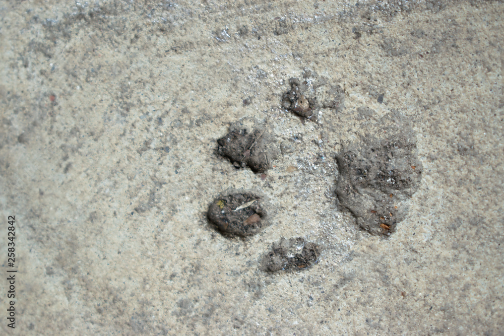 pawprint in the pavement pawprint in the pavement