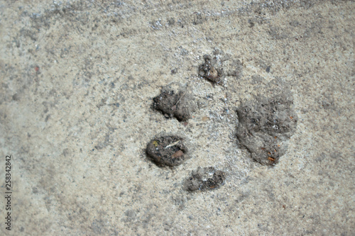 pawprint in the pavement
