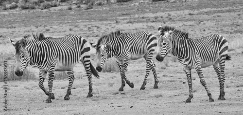 Zebra-Streifen im Dreier Pack  schwarzwei  