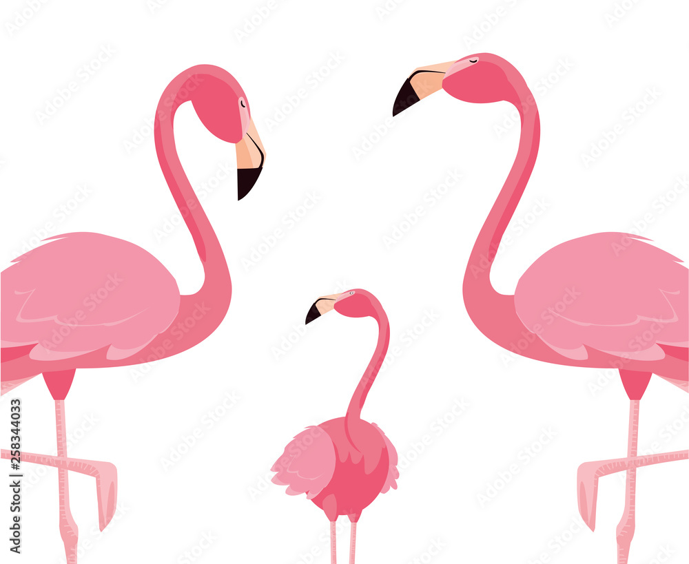Obraz premium elegant flamingo birds family
