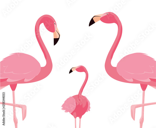 elegant flamingo birds family