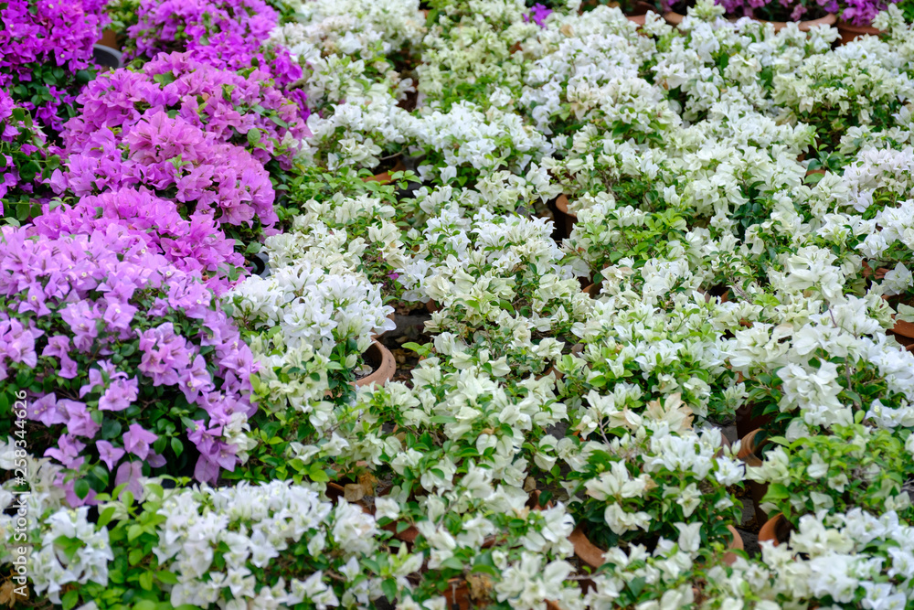 Fototapeta premium colorful flower in the garden