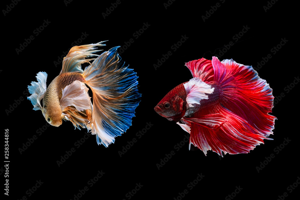 art of siamese fiter fish art of siamese fiter fish