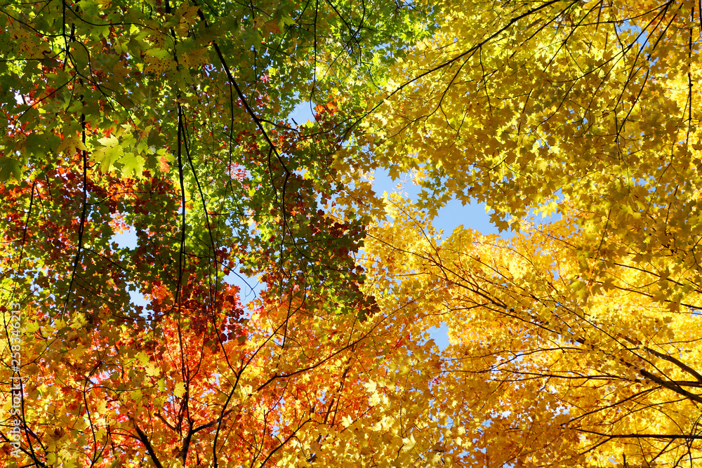 All the colors of fall in Canada All the colors of fall in Canada