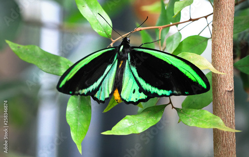 An adult male Cairns birdwing butterfly (Ornithoptera euphorion) resting on a leaf. photo