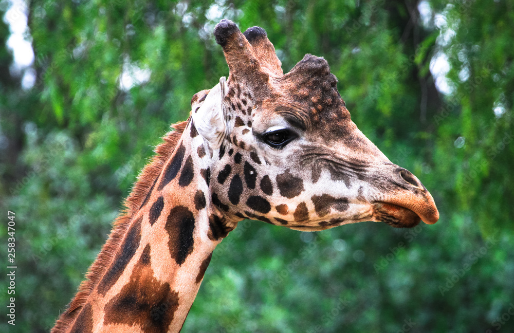 Fototapeta premium Closeup of the head of a giraffe.
