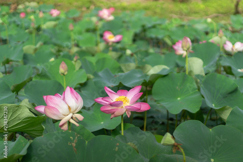 East Indian Lotus in the pond