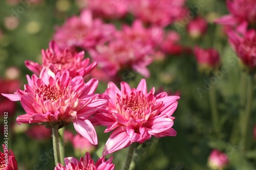 Chrysanthemum flower in tropical