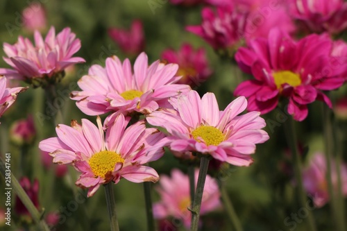 Chrysanthemum flower in tropical