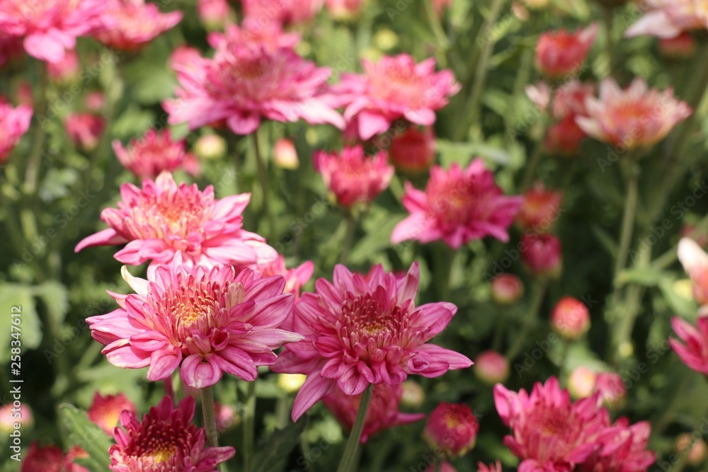 Chrysanthemum flower in tropical Chrysanthemum flower in tropical