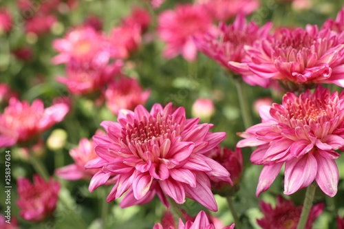 Chrysanthemum flower in tropical