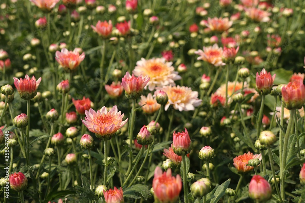 Chrysanthemum flower in tropical Chrysanthemum flower in tropical