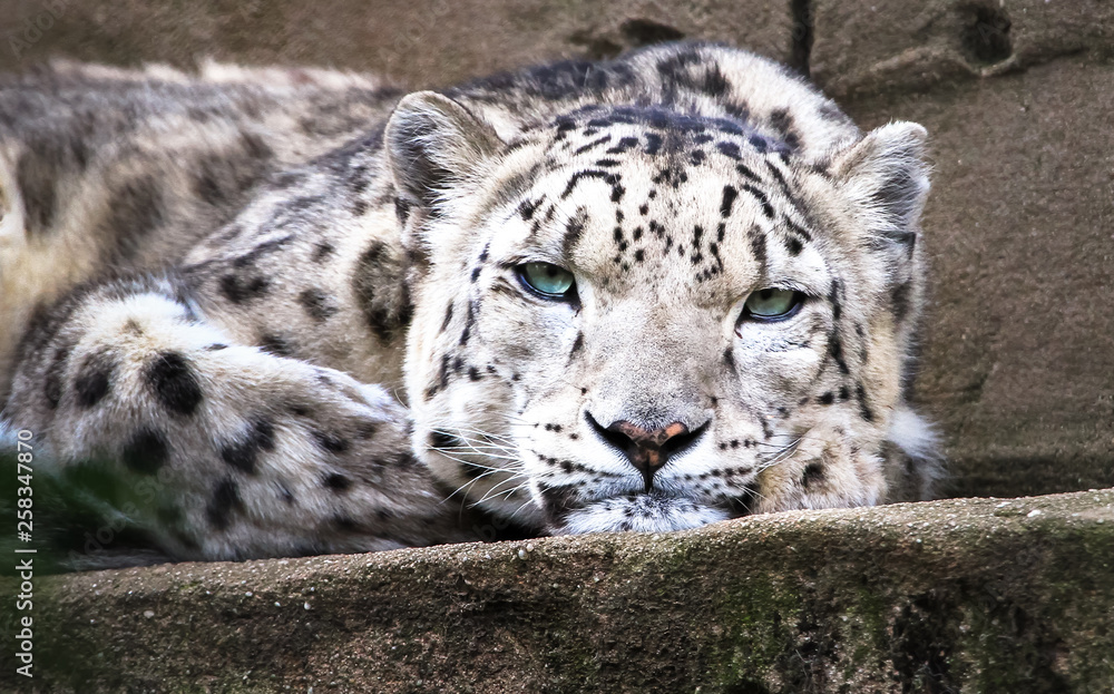 An adult snow leopard (Panthera uncia) resting. An adult snow leopard (Panthera uncia) resting.