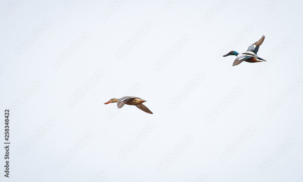A male and female northern shoveler (Anas clypeata) in flight at Whixall Moss in Shropshire, England. A male and female northern shoveler (Anas clypeata) in flight at Whixall Moss in Shropshire, England.