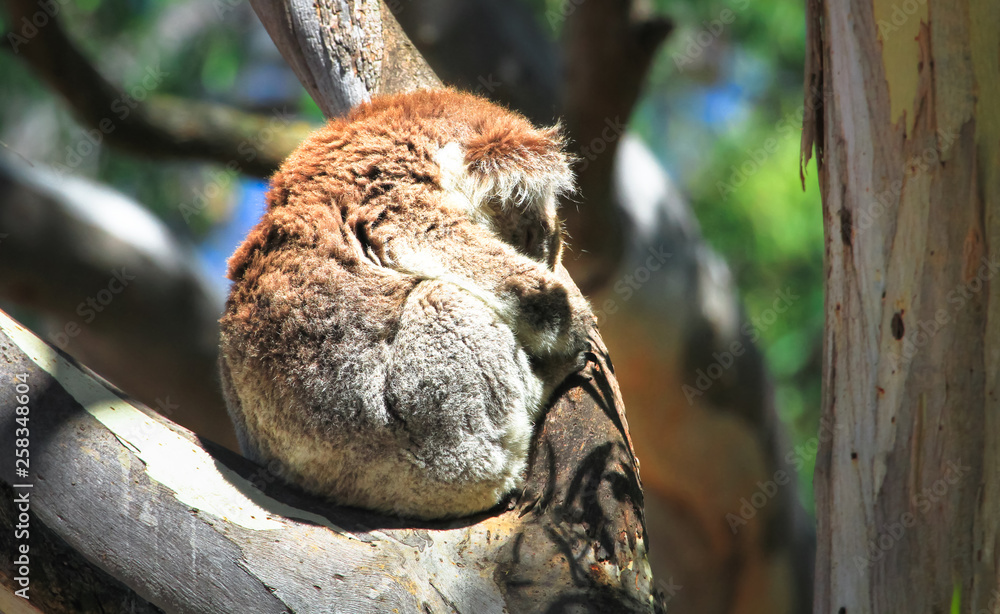 An adult koala (Phascolarctos cinereus) sleeping in a eucalyptus tree in the You Yangs Regional Park, Victoria, Australia. An adult koala (Phascolarctos cinereus) sleeping in a eucalyptus tree in the You Yangs Regional Park, Victoria, Australia.