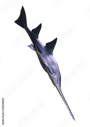 3D Rendering Onchopristis Fish on White photo