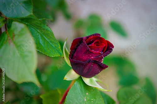 Rose black baccara - very fragrant flower photo