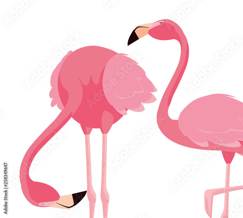 elegant flamingo birds couple