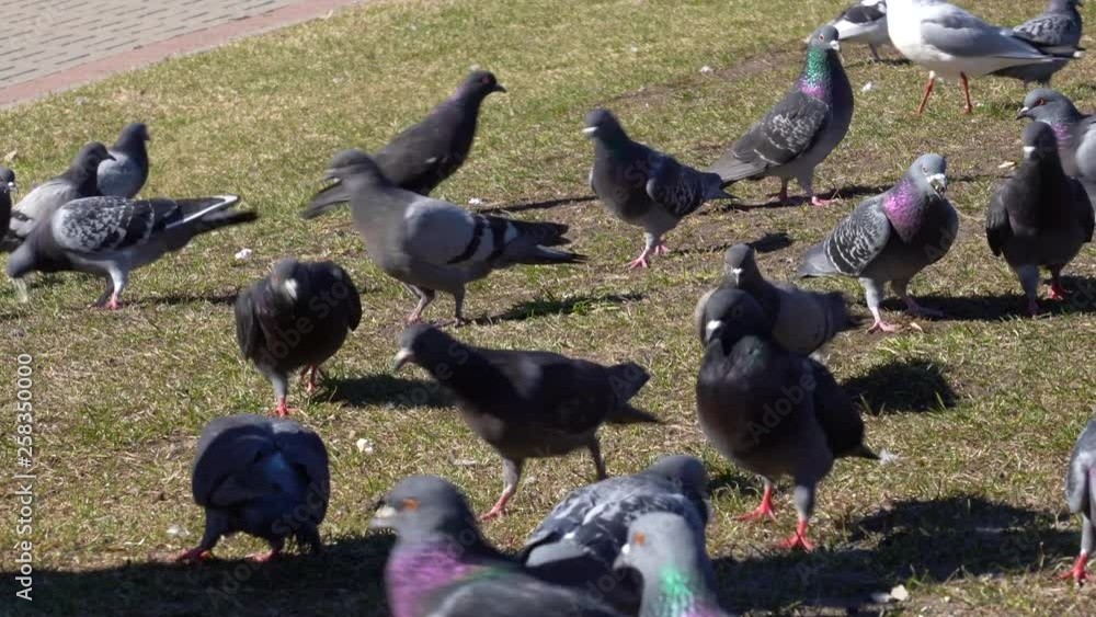 Large Group of Pigeons and Seagulls Walking and Bobbing Their Heads and Pecking at the Ground Grass Looking for Food Large Group of Pigeons and Seagulls Walking and Bobbing Their Heads and Pecking at the Ground Grass Looking for Food