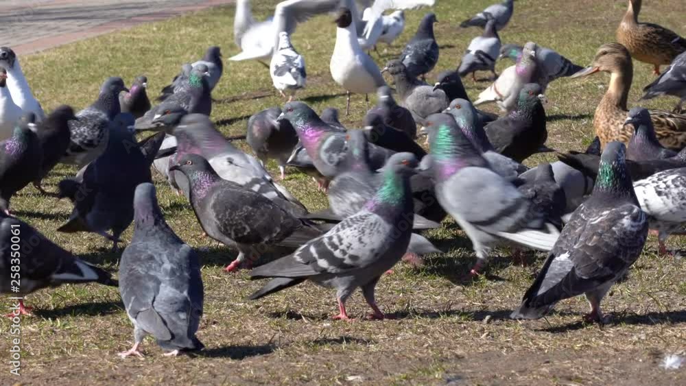 Large Group of Pigeons and Seagulls Walking and Bobbing Their Heads and Pecking at the Ground Looking for Food Large Group of Pigeons and Seagulls Walking and Bobbing Their Heads and Pecking at the Ground Looking for Food
