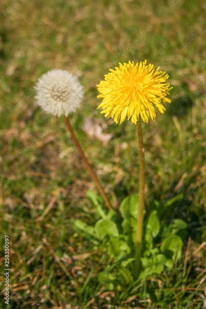 Yellow and white dandelion flower with blur green nature background, spring