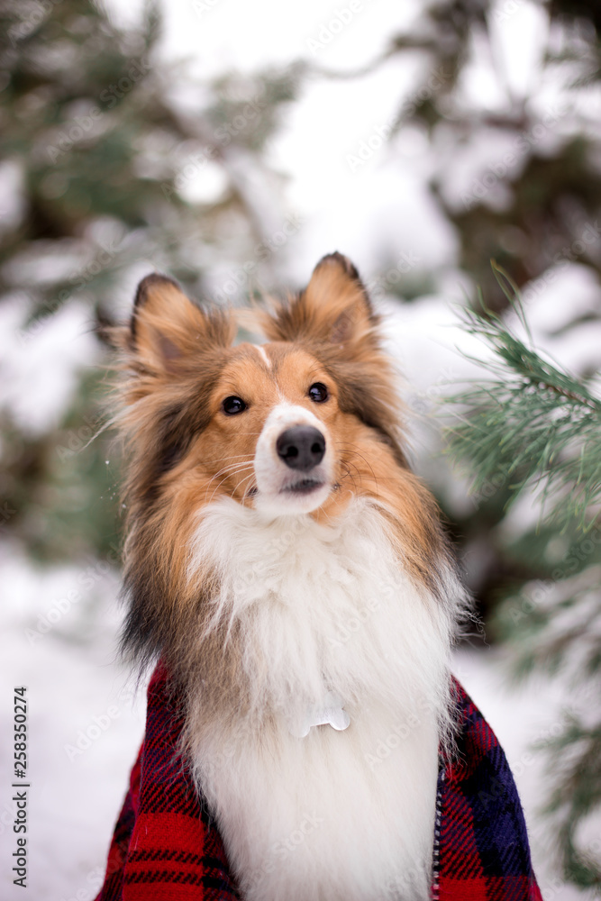 dog, white, sheltie, background, winter, portrait, cute, beautiful, park, nature, forest, toy, breed, red, happy, fun, outdoor, animal, cold, snow, black, funny, pet, coat, sheepdog dog, white, sheltie, background, winter, portrait, cute, beautiful, park, nature, forest, toy, breed, red, happy, fun, outdoor, animal, cold, snow, black, funny, pet, coat, sheepdog