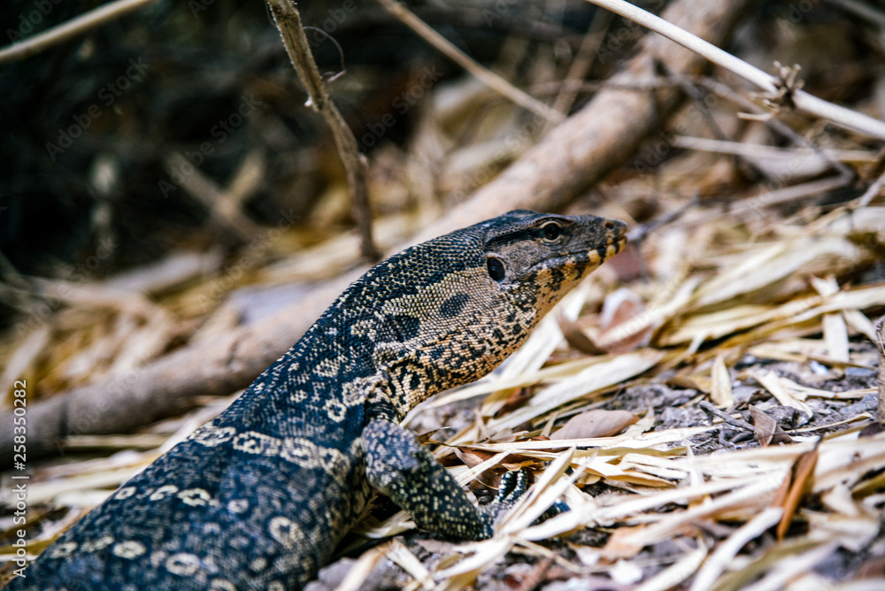 Obraz premium Monitor Lizard at Railay Beach near Krabi, Thailand 