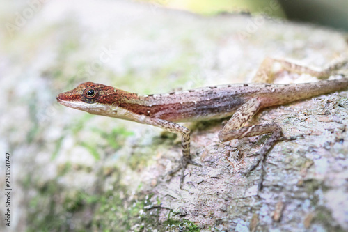 A slender anole (Anolis fuscoauratus, aka Norops limifrons) on a rock in Tortuguero National Park, Costa Rica. photo