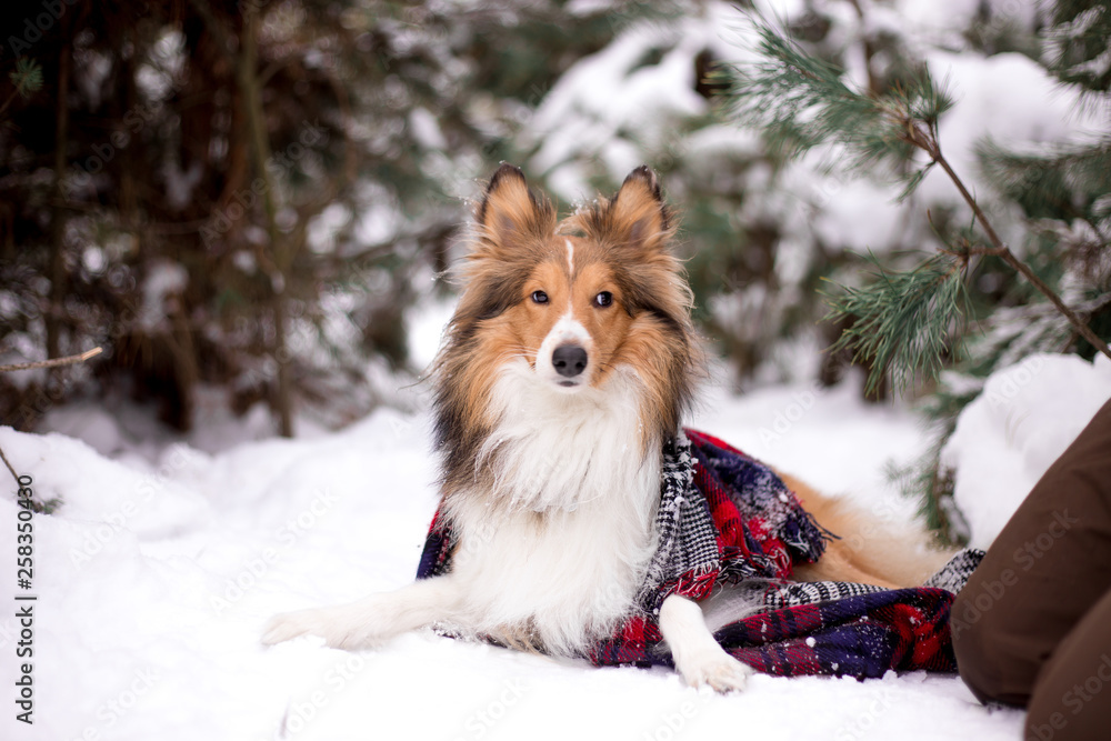 dog, white, sheltie, background, winter, portrait, cute, beautiful, park, nature, forest, toy, breed, red, happy, fun, outdoor, animal, cold, snow, black, funny, pet, coat, sheepdog