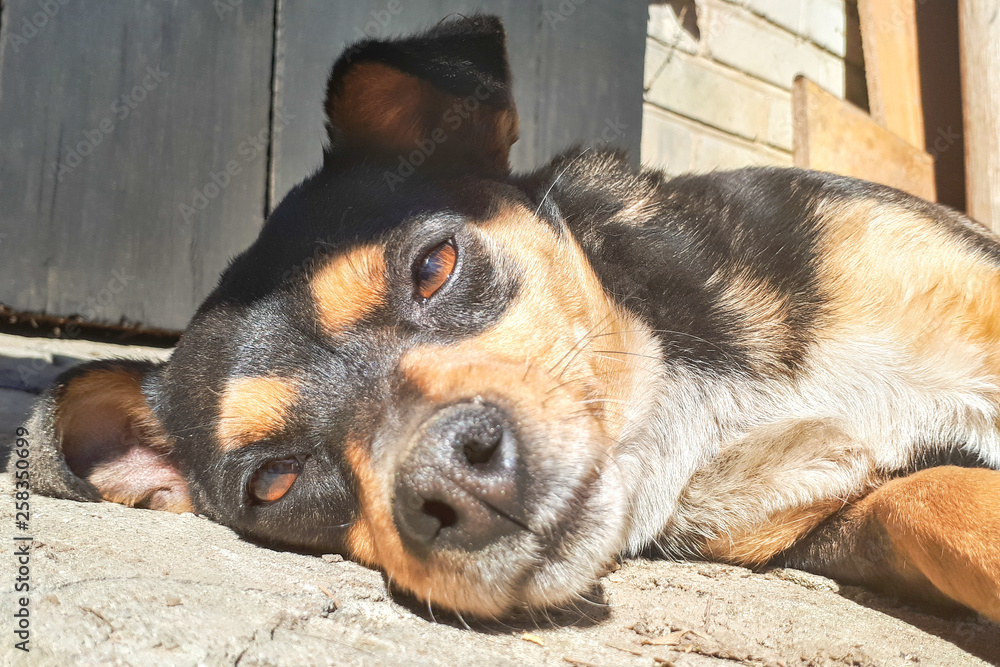 A young dog lies on the concrete and rests. Perspective from the ground A young dog lies on the concrete and rests. Perspective from the ground