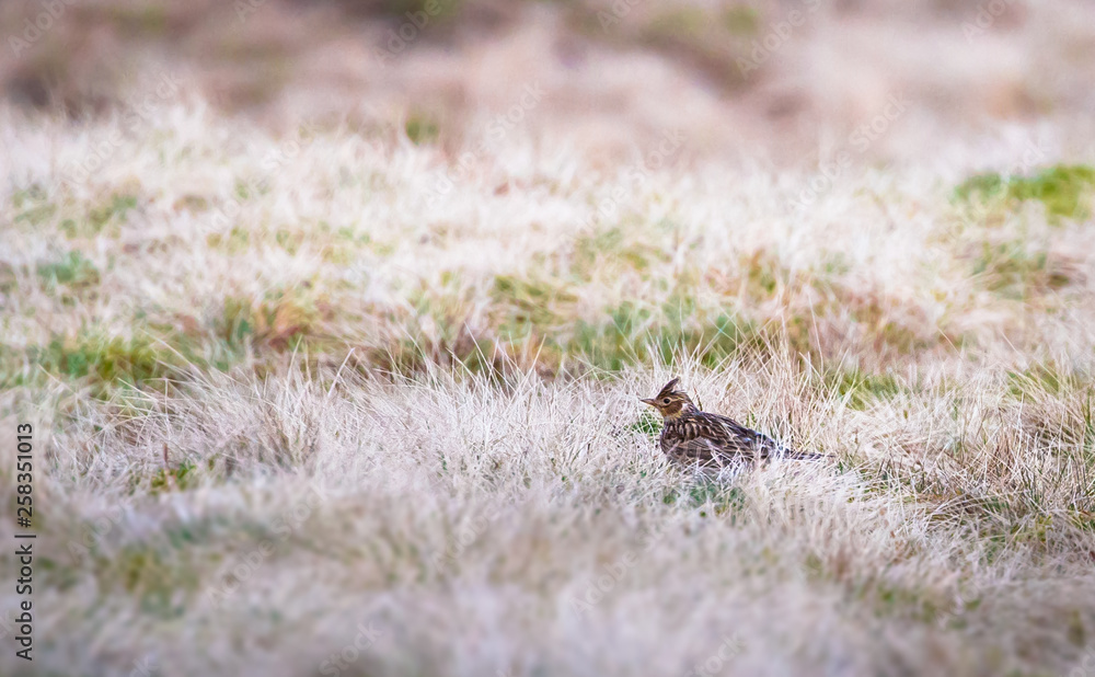 A Eurasian skylark (Alauda arvensis) hides among dead grass near the summit of Pen-y-Ghent in the Peak District, England. A Eurasian skylark (Alauda arvensis) hides among dead grass near the summit of Pen-y-Ghent in the Peak District, England.