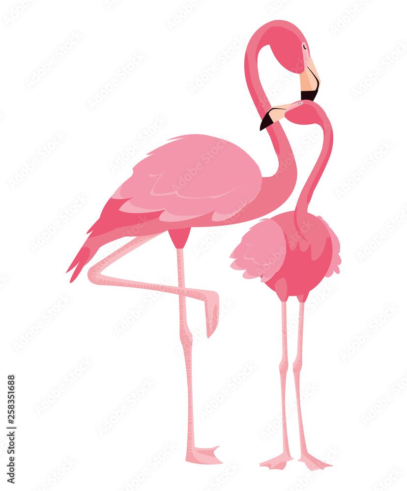 Fototapeta elegant flamingo birds couple